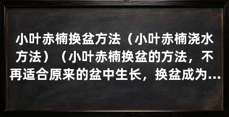 小叶赤楠换盆方法（小叶赤楠浇水方法）（小叶赤楠换盆的方法，不再适合原来的盆中生长，换盆成为必需步骤