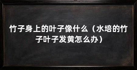 竹子身上的叶子像什么（水培的竹子叶子发黄怎么办）