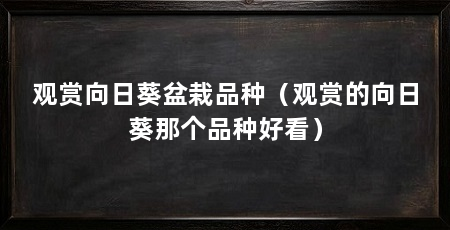 观赏向日葵盆栽品种（观赏的向日葵那个品种好看）