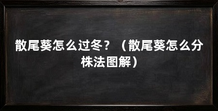散尾葵怎么过冬?(散尾葵怎么分株法图解)