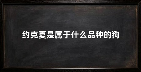 约克夏是属于什么品种的狗