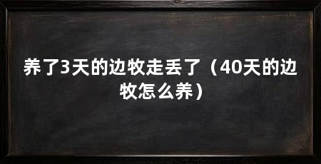 养了3天的边牧走丢了(40天的边牧怎么养)