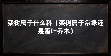 栾树属于什么科（栾树属于常绿还是落叶乔木）