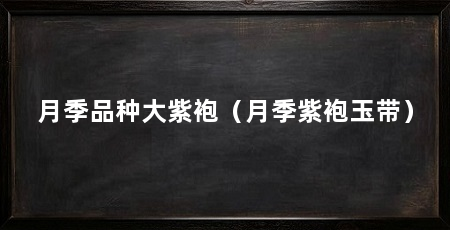 月季品种大紫袍(月季紫袍玉带)