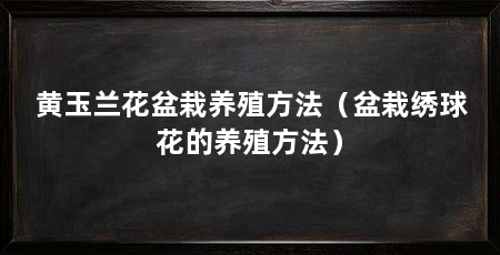 黄玉兰花盆栽养殖方法(盆栽绣球花的养殖方法)