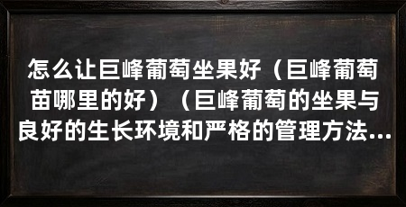 怎么让巨峰葡萄坐果好（巨峰葡萄苗哪里的好）（巨峰葡萄的坐果与良好的生长环境和严格的管理方法都有很大关系