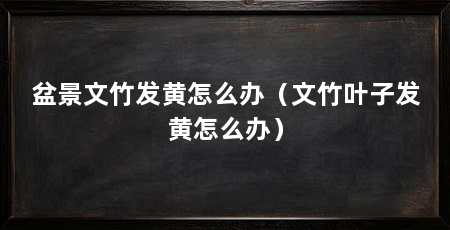 盆景文竹发黄怎么办(文竹叶子发黄怎么办)