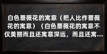 白色蔷薇花的寓意（把人比作蔷薇花的寓意）（白色蔷薇花的寓意不仅美丽而且还寓意深远，而且还寓意深远