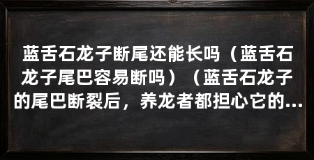 蓝舌石龙子断尾还能长吗（蓝舌石龙子尾巴容易断吗）（蓝舌石龙子的尾巴断裂后，养龙者都担心它的尾巴是否能再次生长