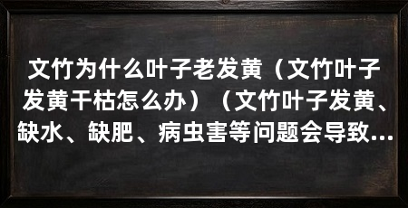 文竹为什么叶子老发黄（文竹叶子发黄干枯怎么办）（文竹叶子发黄、缺水、缺肥、病虫害等问题会导致叶子发黄