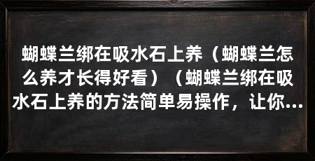 蝴蝶兰绑在吸水石上养（蝴蝶兰怎么养才长得好看）（蝴蝶兰绑在吸水石上养的方法简单易操作，让你的家居花园增添无限生气