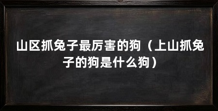 山区抓兔子最厉害的狗(上山抓兔子的狗是什么狗)