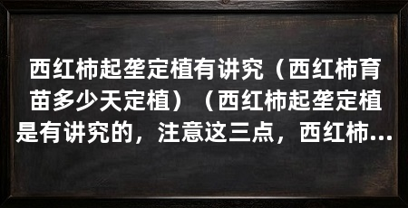 西红柿起垄定植有讲究（西红柿育苗多少天定植）（西红柿起垄定植是有讲究的，注意这三点，西红柿顺利生长