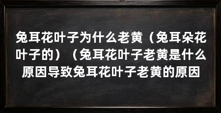 兔耳花叶子为什么老黄(兔耳朵花叶子的)(兔耳花叶子老黄是什么原因导致兔耳花叶子老黄的原因