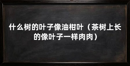 什么树的叶子像油柑叶（茶树上长的像叶子一样肉肉）