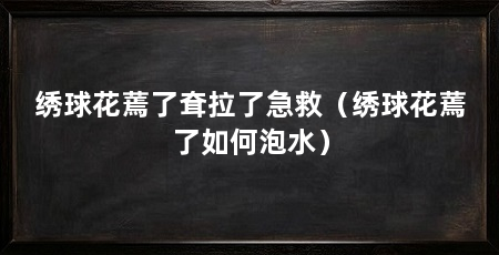 绣球花蔫了耷拉了急救(绣球花蔫了如何泡水)