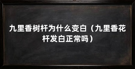 九里香树杆为什么变白（九里香花杆发白正常吗）