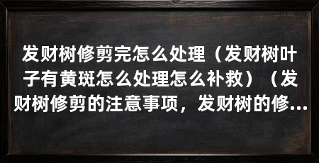 发财树修剪完怎么处理（发财树叶子有黄斑怎么处理怎么补救）（发财树修剪的注意事项，发财树的修剪需要注意以下几点