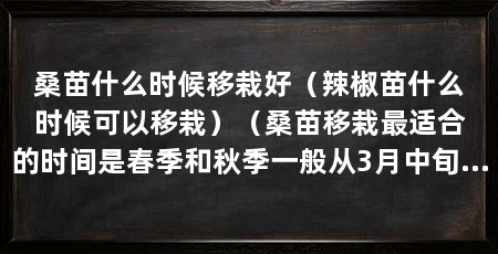 桑苗什么时候移栽好（辣椒苗什么时候可以移栽）（桑苗移栽最适合的时间是春季和秋季一般从3月中旬到4月中旬