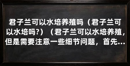 君子兰可以水培养殖吗（君子兰可以水培吗?）（君子兰可以水培养殖，但是需要注意一些细节问题，首先需要注意