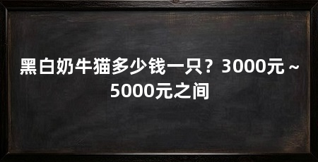 黑白奶牛猫多少钱一只？3000元～5000元之间