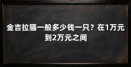 金吉拉猫一般多少钱一只？在1万元到2万元之间