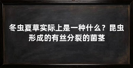 冬虫夏草实际上是一种什么?昆虫形成的有丝分裂的菌茎