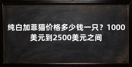 纯白加菲猫价格多少钱一只？1000美元到2500美元之间