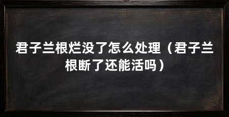 君子兰根烂没了怎么处理(君子兰根断了还能活吗)