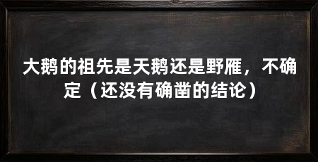 大鹅的祖先是天鹅还是野雁,不确定(还没有确凿的结论)