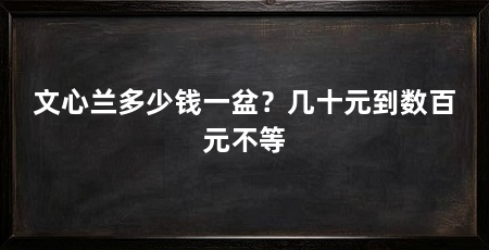 文心兰多少钱一盆?几十元到数百元不等