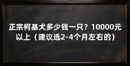 正宗柯基犬多少钱一只？10000元以上（建议选2-4个月左右的）