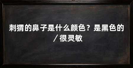 刺猬的鼻子是什么颜色?是黑色的/很灵敏