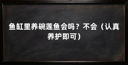 鱼缸里养碗莲鱼会吗？不会（认真养护即可）