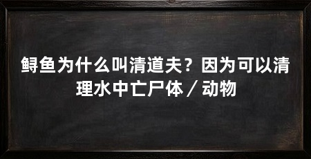 鲟鱼为什么叫清道夫?因为可以清理水中亡尸体/动物