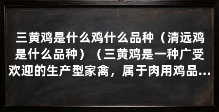 三黄鸡是什么鸡什么品种(清远鸡是什么品种)(三黄鸡是一种广受欢迎的生产型家禽,属于肉用鸡品种