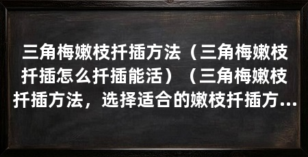 三角梅嫩枝扦插方法（三角梅嫩枝扦插怎么扦插能活）（三角梅嫩枝扦插方法，选择适合的嫩枝扦插方法，美丽大方