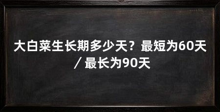 大白菜生长期多少天?最短为60天/最长为90天