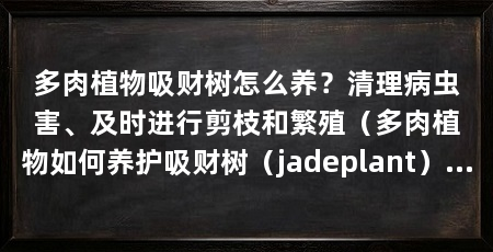 多肉植物吸财树怎么养?清理病虫害、及时进行剪枝和繁殖(多肉植物如何养护吸财树(jadeplant)肉质虎尾兰