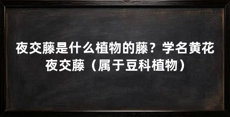 夜交藤是什么植物的藤?学名黄花夜交藤(属于豆科植物)