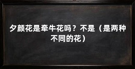 夕颜花是牵牛花吗?不是(是两种不同的花)