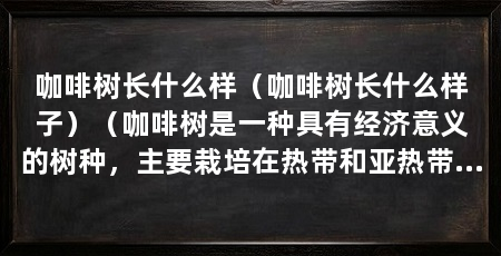 咖啡树长什么样（咖啡树长什么样子）（咖啡树是一种具有经济意义的树种，主要栽培在热带和亚热带地区