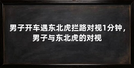 男子开车遇东北虎拦路对视1分钟，男子与东北虎的对视