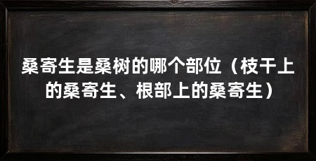 桑寄生是桑树的哪个部位（枝干上的桑寄生、根部上的桑寄生）