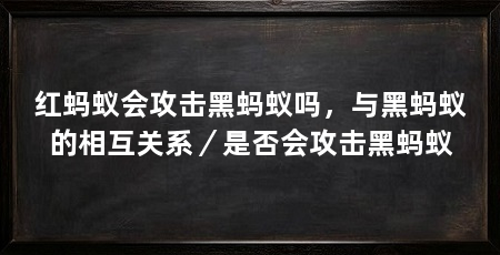 红蚂蚁会攻击黑蚂蚁吗，与黑蚂蚁的相互关系／是否会攻击黑蚂蚁