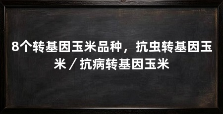 8个转基因玉米品种,抗虫转基因玉米/抗病转基因玉米