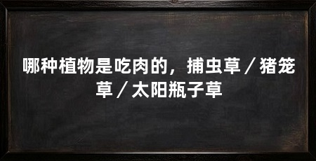 哪种植物是吃肉的,捕虫草/猪笼草/太阳瓶子草