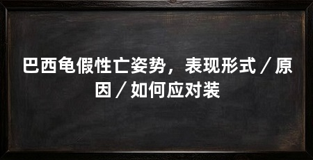巴西龟假性亡姿势，表现形式／原因／如何应对装