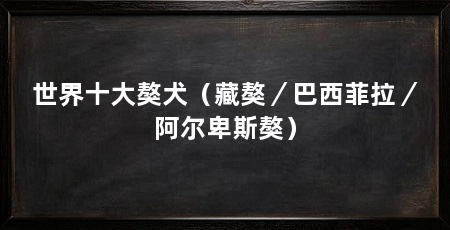 世界十大獒犬(藏獒/巴西菲拉/阿尔卑斯獒)