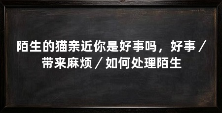 陌生的猫亲近你是好事吗，好事／带来麻烦／如何处理陌生